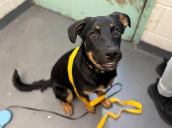 AUSTEN -  German Shepherd Dog and Mixed Breed Dog for Adoption in Antioch, California - AUSTEN | PetCurious