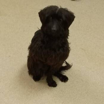Terrier and Mixed Breed Dogs Available for Adoption in Lynchburg, Virginia - Lea | PetCurious