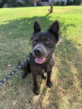 DOOGIE CHOWZER -  Chow Chow and Mixed Breed Dog for Adoption in Oklahoma City, Oklahoma - DOOGIE CHOWZER | PetCurious
