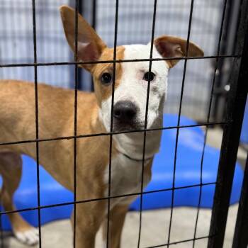 Caution -  Pit Bull Terrier and Mixed Breed Dog for Adoption in Fort Smith, Arkansas - Caution | PetCurious