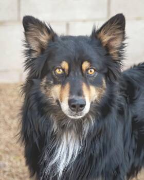 BRUCIE -  Australian Shepherd Dog for Adoption in Scottsdale, Arizona - BRUCIE | PetCurious
