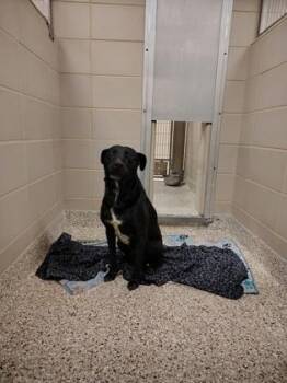 Pixel -  Labrador Retriever and Mixed Breed Dog Available for Adoption in Gastonia, North Carolina - Pixel | PetCurious