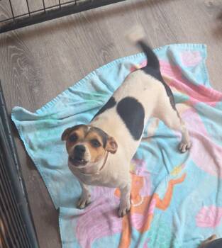 Julie -  Chihuahua and Smooth Fox Terrier Dog for Adoption in Thompson Falls, Montana - Julie | PetCurious