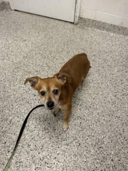 Fievel -  Mixed Breed Dog for Adoption in Kansas City, Missouri - Fievel | PetCurious
