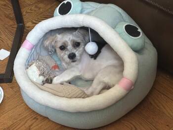 Grayson -  Shih Tzu and Mixed Breed Dog for Adoption in New York, New York - Grayson | PetCurious