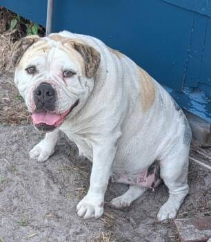 Bull Terrier Dogs Available for Adoption in St. Augustine, Florida - Petunia | PetCurious