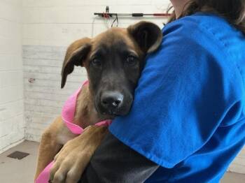 German Shepherd Dog and Mixed Breed Dogs Available for Adoption - WENDY | PetCurious