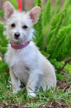 Rescue Terrier Dogs for Adoption in Junction City, Oregon - Kaylee | PetCurious