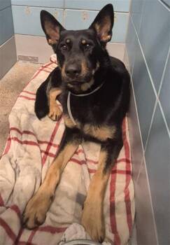 German Shepherd Dog and Mixed Breed Dogs Available for Adoption - RAYMOND | PetCurious