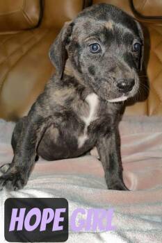 Pit Bull Terrier Dogs Available for Adoption - H Litter Hope | PetCurious