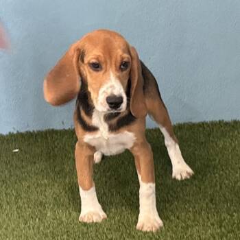 BTF6 7649 -  Beagle Dog for Adoption in Loxahatchee Groves, Florida - BTF6 7649 | PetCurious