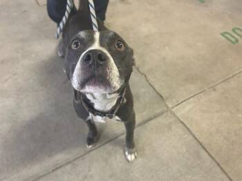 Pit Bull Terrier Dogs Available for Adoption in Ocala, Florida - DOROTHY | PetCurious