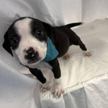 Hulu -  Mixed Breed Dog for Adoption in Canal Winchester, Ohio - Hulu | PetCurious