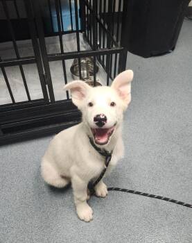Charlie -  Mixed Breed Dog for Adoption in Sapulpa, Oklahoma - Charlie | PetCurious