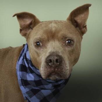 Grandpa Jasper -  Pit Bull Terrier Dog for Adoption in Stratham, New Hampshire - Grandpa Jasper | PetCurious