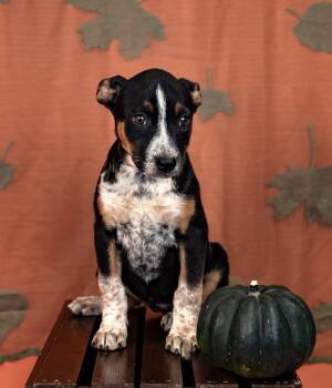 834-26 -  Australian Cattle Dog Blue Heeler Dog for Adoption in Brighton, Colorado - 834-26 | PetCurious