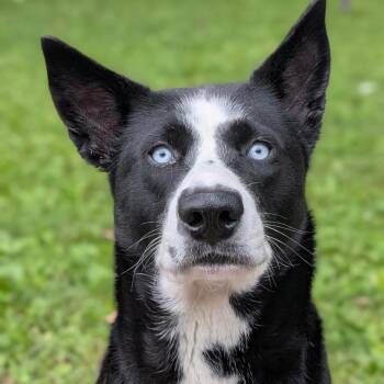Cookie -  Husky and Mixed Breed Dog for Adoption in Milan, Illinois - Cookie | PetCurious