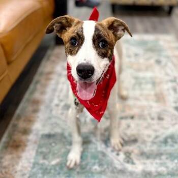 Toadstool Mushroom Certified Best Boy -  Labrador Retriever and Staffordshire Bull Terrier Dog for Adoption in Friendswood, Texas - Toadstool Mushroom Certified Best Boy | PetCurious