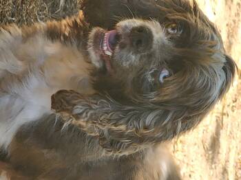 Rescue Cocker Spaniel Dogs for Adoption in East Leroy, Michigan - Sparkle | PetCurious