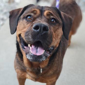 Mixed Breed Dogs Available for Adoption - Walter | PetCurious