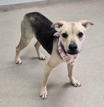 Rescue Shepherd and Retriever Dogs for Adoption in Bucyrus, Ohio - Gizmo | PetCurious