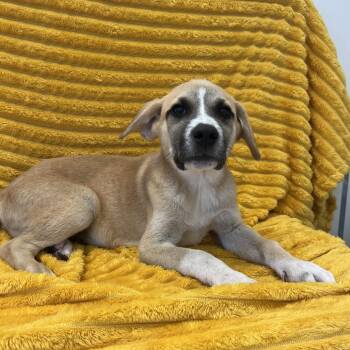 Squeak -  Retriever and Shepherd Dog for Adoption in Kanab, Utah - Squeak | PetCurious