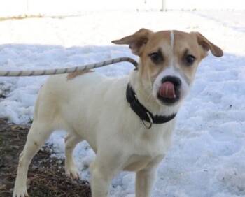 Hound Dogs Available for Adoption - Pup North | PetCurious