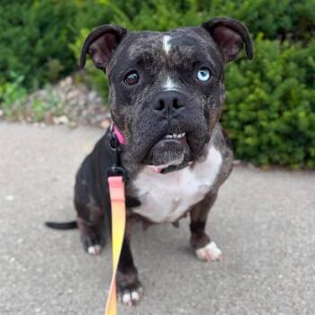 ZOEY -  American Bulldog and Mixed Breed Dog for Adoption in Minneapolis, Minnesota - ZOEY | PetCurious