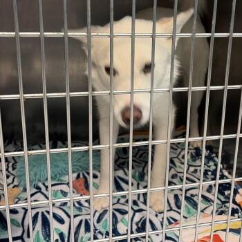 Husky Dogs Available for Adoption in Lake Jackson, Texas - Stormie | PetCurious