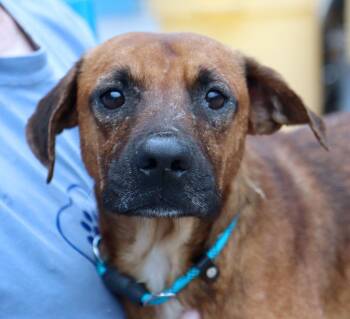 Sorbet (AO37358) -  Terrier Dog for Adoption in Kansas City, Kansas - Sorbet (AO37358) | PetCurious