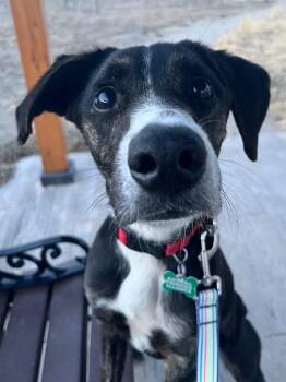 Mixed Breed Dogs Available for Adoption - Too-Ticky | PetCurious