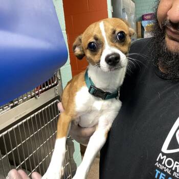 Prime FKA Hollister -  Chihuahua Dog for Adoption in Philadelphia, Pennsylvania - Prime FKA Hollister | PetCurious