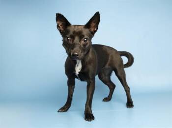 MAY -  Chihuahua Dog for Adoption in Phoenix, Arizona - MAY | PetCurious