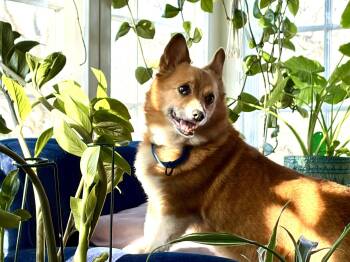 Pembroke Welsh Corgi Dogs Available for Adoption in Anoka, Minnesota - Ruby-I26005 | PetCurious