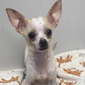 Cayenne -  Chihuahua Dog for Adoption in Lexington, South Carolina - Cayenne | PetCurious