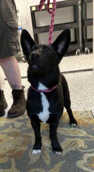 Shorty -  Cardigan Welsh Corgi and Mixed Breed Dog for Adoption in Fergus Falls, Minnesota - Shorty | PetCurious