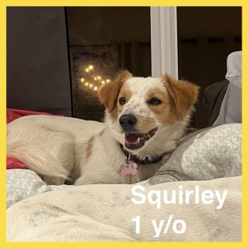 Squirley -  Mixed Breed Dog for Adoption in Volcano, Hawaii - Squirley | PetCurious