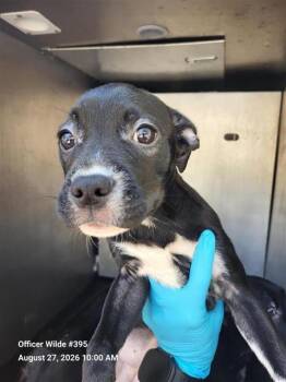 FREYA -  Terrier Dog for Adoption in San Antonio, Texas - FREYA | PetCurious