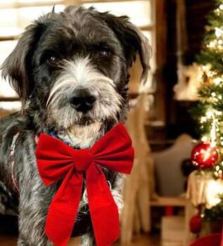Hershel -  Terrier and Schnauzer Dog for Adoption - Hershel | PetCurious