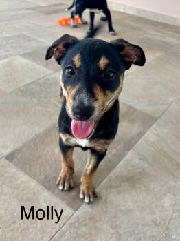 Labrador Retriever Dogs Available for Adoption in Jefferson, New Jersey - Molly | PetCurious