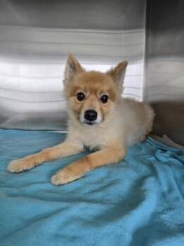 Cori -  Pomeranian and Mixed Breed Dog for Adoption in North Miami Beach, Florida - Cori | PetCurious