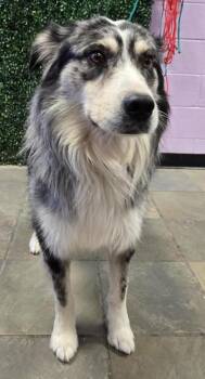 Australian Shepherd and Mixed Breed Dogs Available for Adoption - 60747360 | PetCurious