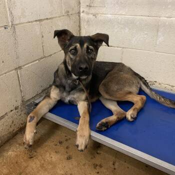 Shepherd Dogs Available for Adoption - Aro | PetCurious