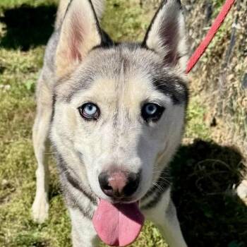 Ray Ray -  Husky Dog for Adoption in Buffalo, New York - Ray Ray | PetCurious