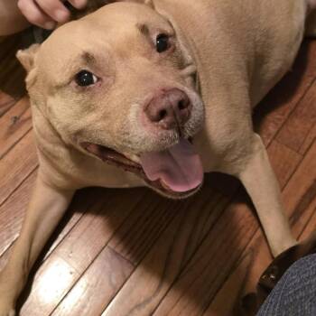 Rescue Pit Bull Terrier Dogs for Adoption in Martinsburg, West Virginia - Angel | PetCurious