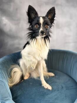 Bungee -  Papillon Dog for Adoption in Garland, Texas - Bungee | PetCurious