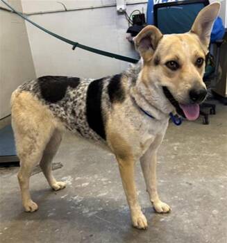 DAISY -  German Shepherd Dog and Australian Cattle Dog Blue Heeler Dog for Adoption in Camarillo, California - DAISY | PetCurious