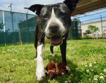 DOLLY -  Pit Bull Terrier Dog for Adoption in Springfield, Massachusetts - DOLLY | PetCurious