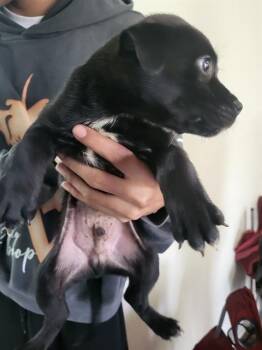 American Staffordshire Terrier Dogs Available for Adoption in San Antonio, Texas - TATER | PetCurious