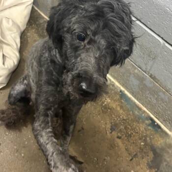 Moggy -  Poodle Dog for Adoption in Corbin, Kentucky - Moggy | PetCurious